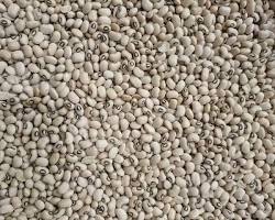 Cowpea