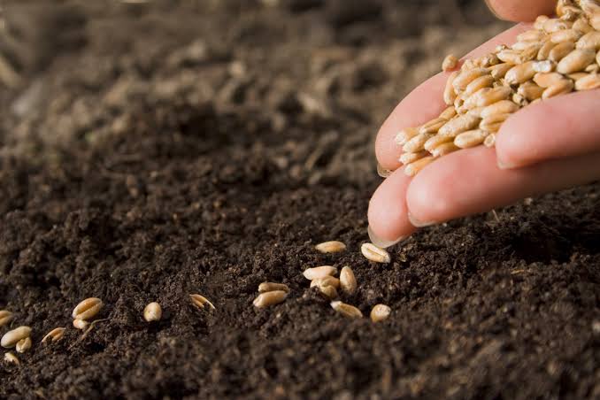 Seed Wheat